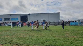 £200,000 support package for NI’s agricultural shows unveiled