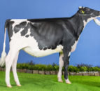 Winners of the Holstein UK All-Britain Awards announced