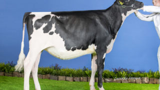 Winners of the Holstein UK All-Britain Awards announced