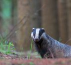 USPCA condemns badger cull as part of bTB plan