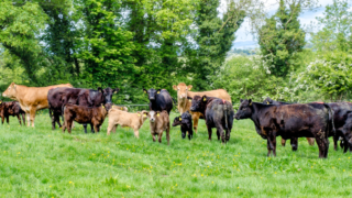 Review of NI Beef and Lamb Farm Quality Scheme standards underway