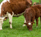 HCC scholarship recipient to 'change the reputation' of the sucker cow