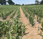 Nutritional requirements of maize crops