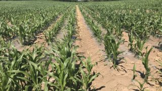 Nutritional requirements of maize crops