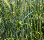 Ukraine government bans exports of grains