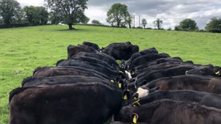 Opinion: What does future sustainability look like for Irish farmers?