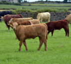LMC: International beef sector responding to climate change