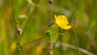 Research: Biodiversity loss has effect on global food markets