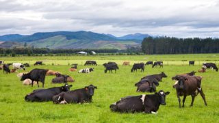 Technology to address environmental constraints on NZ dairy farms