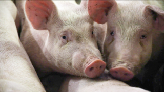 North’s pig industry is in deep crisis