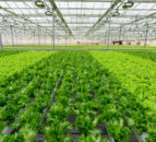 Tomtech to help new and existing growers to get the best from their crops