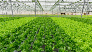 NFU launches growth strategy for UK horticulture sector