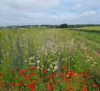 More action needed to protect nature - Coffey