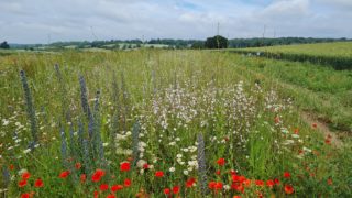More action needed to protect nature – Coffey