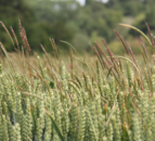 Implementing the cultural control of blackgrass