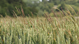Implementing the cultural control of blackgrass