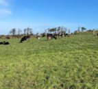 Projections for NI ag sector GHG emissions to 2030