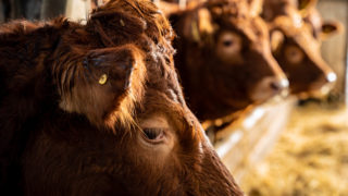 Opportunities to expand the export of red meat from NI to develop
