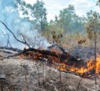 IPCC: Emissions must be cut to prevent threats to species and ecosystems