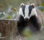 Study finds no link between badger culling and reduction in bovine TB