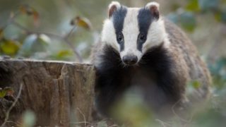 Study finds no link between badger culling and reduction in bovine TB