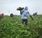 IPES: Food system reform needed to avoid ‘unprecedented hunger’