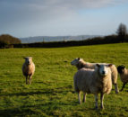 NSA disappointed in NI’s Future Agricultural Policy