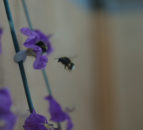 Environment Minister launches new Pollinator Action Plan