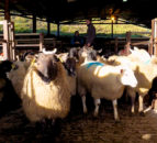 More mart price data to be made available through QMS