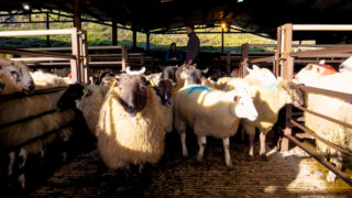 UK sheep kill up by 11% in March