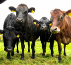 Virtual fencing technology company to attend AgriScot