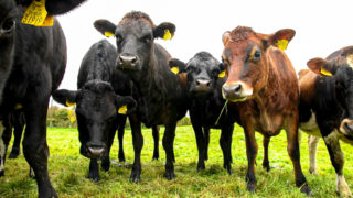 NI: Solicitor says bovine TB eradication strategy lacks key issues