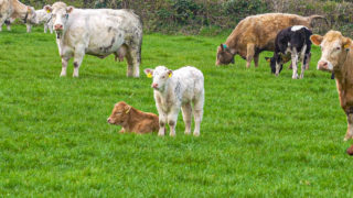 Events like Llandeilo Show are ‘incredibly valuable’ – FUW