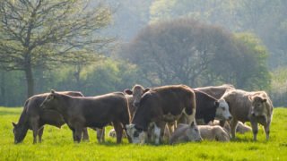 Research highlights link between ruminant health and methane emissions