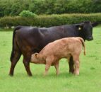 Fertility project launched for Welsh beef herds