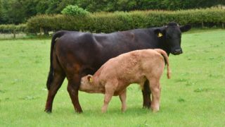 Fertility project launched for Welsh beef herds