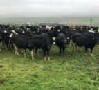 Breeding season: Generating replacement heifers