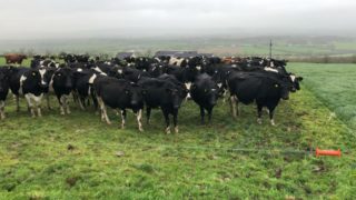 Breeding season: Generating replacement heifers