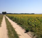 FAO renews appeal for urgent funding to support Ukrainian farmers
