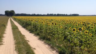 FAO renews appeal for urgent funding to support Ukrainian farmers