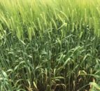 BYDV hits Co. Down barley crop