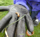 Research: Multi-year management plan needed for leatherjackets