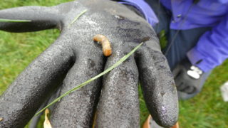 Research: Multi-year management plan needed for leatherjackets