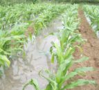Undersowing maize – is it an option this year?