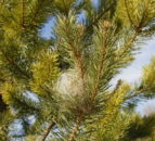 Emergency legislation introduced on imports of pine and cedar trees
