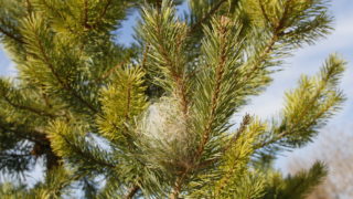 Emergency legislation introduced on imports of pine and cedar trees