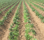 Dietary benefits of potatoes to be showcased at World Potato Congress