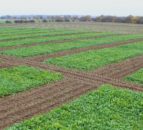 British Sugar and NFU Sugar agree contract for sugar beet crop