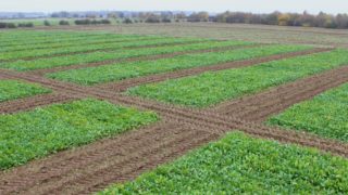 British Sugar and NFU Sugar agree contract for sugar beet crop
