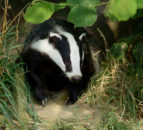 Wildlife groups to legally challenge badger cull in NI